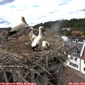 16_10-nest.jpg