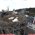 16_20-nest.jpg