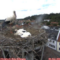 16_25-nest.jpg