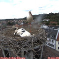 16_30-nest.jpg