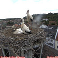 16_40-nest.jpg