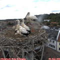 16_45-nest.jpg