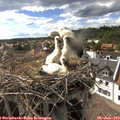 16_55-nest.jpg