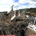 17_05-nest.jpg