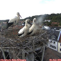 17_10-nest.jpg