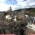 17_20-nest.jpg