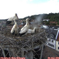 17_30-nest.jpg