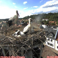 17_35-nest.jpg