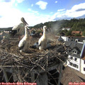 17_40-nest.jpg