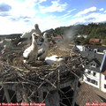 17_45-nest.jpg
