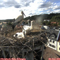 17_55-nest.jpg