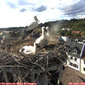 18_00-nest.jpg