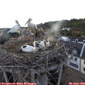 18_05-nest.jpg