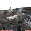 18_15-nest.jpg