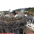 18_20-nest.jpg