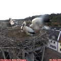 18_25-nest.jpg