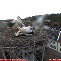 18_30-nest.jpg
