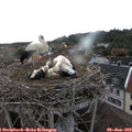 18_35-nest.jpg