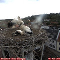 18_40-nest.jpg