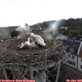 18_45-nest.jpg