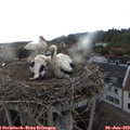 18_50-nest.jpg