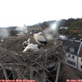 19_00-nest.jpg