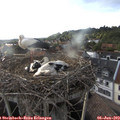 19_05-nest.jpg