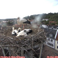 19_10-nest.jpg