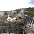 19_15-nest.jpg