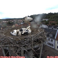 19_25-nest.jpg