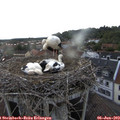 19_35-nest.jpg