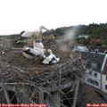 19_40-nest.jpg