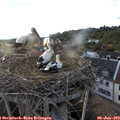19_45-nest.jpg