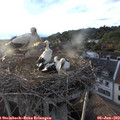 19_50-nest.jpg
