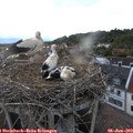 19_55-nest.jpg