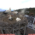 20_00-nest.jpg