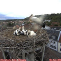 20_05-nest.jpg
