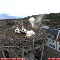 20_10-nest.jpg