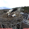20_15-nest.jpg