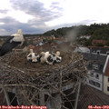 20_20-nest.jpg