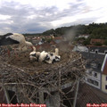 20_25-nest.jpg