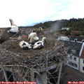 20_40-nest.jpg