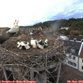20_55-nest.jpg