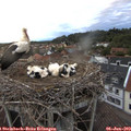 21_00-nest.jpg