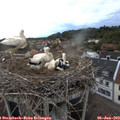 21_05-nest.jpg