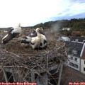 21_10-nest.jpg