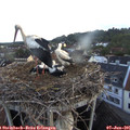 05_20-nest.jpg