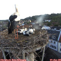 05_25-nest.jpg