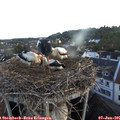05_30-nest.jpg