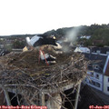 05_35-nest.jpg